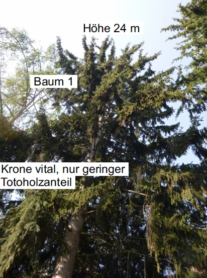 Praxisbeispiele Sachverständiger für Garten und Landschaftsbau